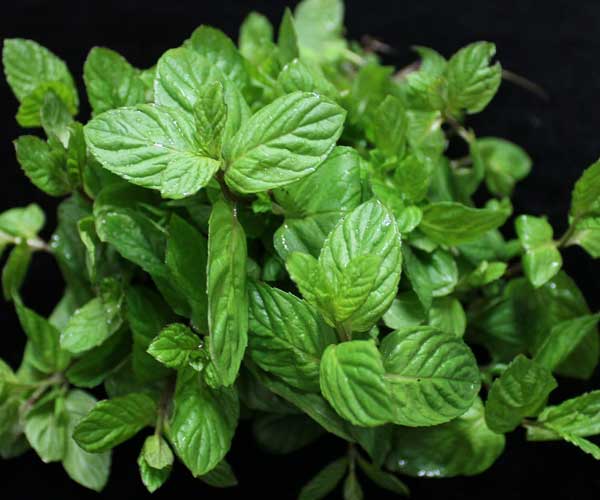 herb basil