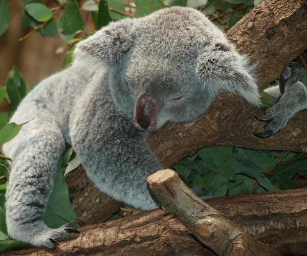 sleeping koala bear